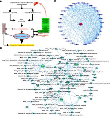 A Network-Guided Approach to Discover Phytochemical-Based Anticancer Therapy: Targeting MARK4 for Hepatocellular Carcinoma